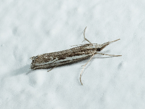  (Catoptria AOC01 - AOCLep03573)  @11 [ ] Copyright (2025) A.S. Ortiz Unspecified