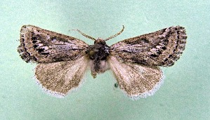  ( - AOCLep03583)  @11 [ ] Copyright (2025) A.S. Ortiz Unspecified