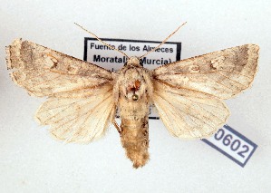  ( - AOCLep03629)  @11 [ ] Copyright (2025) A.S. Ortiz Unspecified