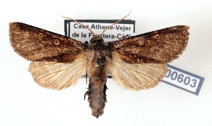  ( - AOCLep03630)  @11 [ ] Copyright (2025) A.S. Ortiz Unspecified