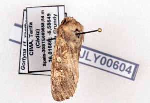  ( - AOCLep03631)  @11 [ ] Copyright (2025) A.S. Ortiz Unspecified