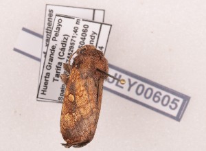  ( - AOCLep03632)  @11 [ ] Copyright (2025) A.S. Ortiz Unspecified