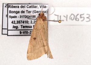  ( - AOCLep03673)  @11 [ ] Copyright (2025) A.S. Ortiz Unspecified