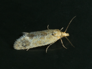  ( - AOCLep03676)  @11 [ ] Copyright (2025) A.S. Ortiz Unspecified