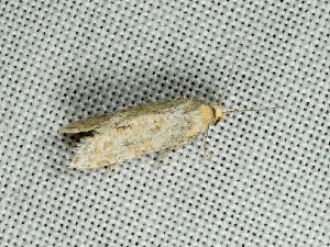  ( - AOCLep03677)  @11 [ ] Copyright (2025) A.S. Ortiz Unspecified