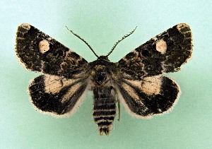  ( - AOCLep03682)  @11 [ ] Copyright (2025) A.S. Ortiz Unspecified