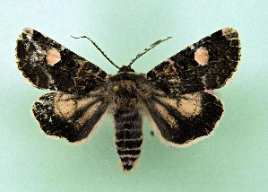  ( - AOCLep03683)  @11 [ ] Copyright (2025) A.S. Ortiz Unspecified