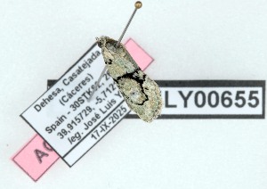  ( - AOCLep03686)  @11 [ ] Copyright (2025) A.S. Ortiz Unspecified