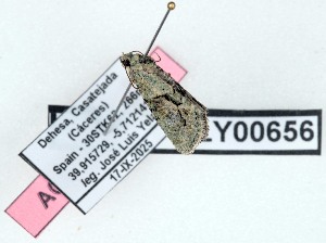  ( - AOCLep03687)  @11 [ ] Copyright (2025) A.S. Ortiz Unspecified