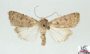  ( - AOCLep03692)  @11 [ ] Copyright (2025) A.S. Ortiz Unspecified