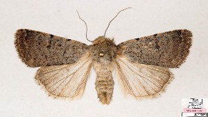  ( - AOCLep03694)  @11 [ ] Copyright (2025) A.S. Ortiz Unspecified