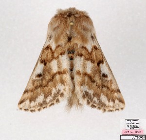  ( - AOCLep03696)  @11 [ ] Copyright (2025) A.S. Ortiz Unspecified