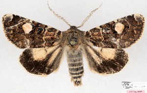  ( - AOCLep03698)  @11 [ ] Copyright (2025) A.S. Ortiz Unspecified