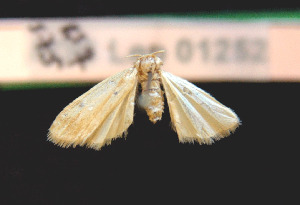  (Pelosia plumosa - AOC Lep 01004)  @11 [ ] Copyright (2014) Dr. Antonio S. Ortiz Universidad de Murcia