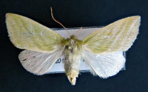  ( - AOC Lep 01243)  @13 [ ] Unspecified (default): All Rights Reserved  Unspecified Unspecified