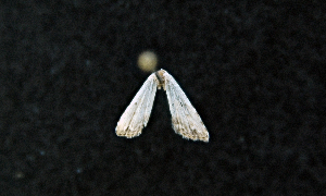  ( - AOC Lep 01668)  @11 [ ] Copyright (2020) A.S. Ortiz Unspecified