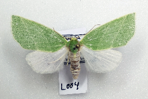  ( - AOC Lep 01873)  @13 [ ] Copyright (2021) A.S. Ortiz Unspecified