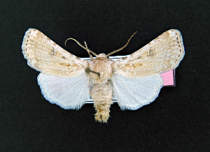  (Agrotis alexandriensis - AOC Lep 02051)  @11 [ ] Copyright (2021) A.S. Ortiz Unspecified