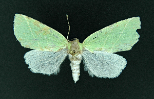  ( - AOC Lep 02278)  @13 [ ] Copyright (2021) A.S. Ortiz Unspecified