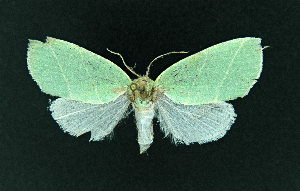  ( - AOC Lep 02279)  @13 [ ] Copyright (2021) A.S. Ortiz Unspecified