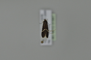  ( - BC MTD 01847)  @12 [ ] Unspecified (default): All Rights Reserved (2011) M. Nuss, Senckenberg Museum of Zoology, Dresden Senckenberg Museum of Zoology, Dresden