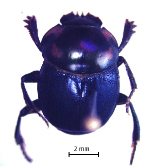  ( - IBS113)  @11 [ ] CreativeCommons - Attribution Non-Commercial Share-Alike (2018) Instituto de Biología Subtropical Instituto de Biología Subtropical