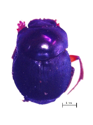  ( - IBS141)  @11 [ ] CreativeCommons - Attribution Non-Commercial Share-Alike (2018) Instituto de Biología Subtropical Instituto de Biología Subtropical