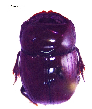  ( - IBS148)  @11 [ ] CreativeCommons - Attribution Non-Commercial Share-Alike (2018) Instituto de Biologia Subtropical Iguazu Instituto de Biologia Subtropical, Iguazu