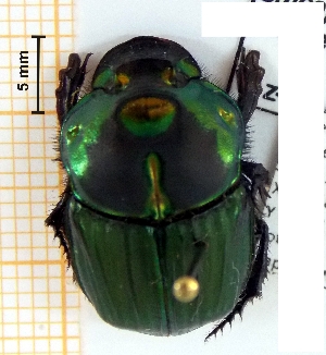  ( - IBS172)  @11 [ ] CreativeCommons - Attribution Non-Commercial Share-Alike (2018) Instituto de Biología Subtropical Instituto de Biología Subtropical