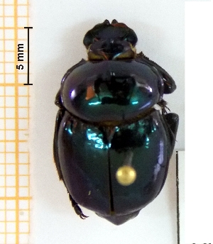  ( - IBS176)  @11 [ ] CreativeCommons - Attribution Non-Commercial Share-Alike (2018) Instituto de Biología Subtropical Instituto de Biología Subtropical