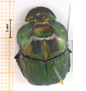  (Sulcophanaeus menelas - IBS179)  @11 [ ] CreativeCommons - Attribution Non-Commercial Share-Alike (2018) Instituto de Biología Subtropical Instituto de Biología Subtropical