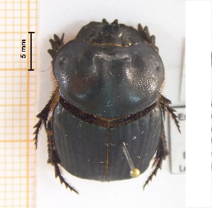  (Coprophanaeus milon - IBS180)  @11 [ ] CreativeCommons - Attribution Non-Commercial Share-Alike (2018) Instituto de Biología Subtropical Instituto de Biología Subtropical