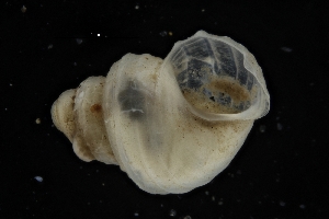  ( - ZMBN_137158)  @11 [ ] Creative Commons BY NC SA (2022) University of Bergen Natural History Collections
