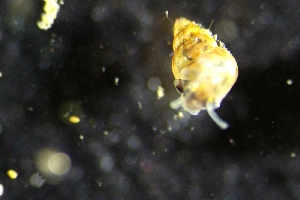  ( - ZMBN_138155)  @11 [ ] Creative Commons BY NC SA (2022) University of Bergen Natural History Collections