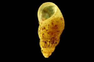  ( - ZMBN_139421)  @11 [ ] Creative Commons BY NC SA (2022) University of Bergen Natural History Collections