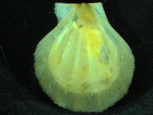  (Karnekampia sulcata - ZMBN_139795)  @11 [ ] Creative Commons BY NC SA (2021) University of Bergen Natural History Collections