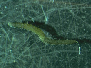  ( - ZMBN_140055_1)  @11 [ ] Creative Commons BY NC SA (2022) University of Bergen Natural History Collections