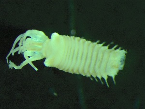  ( - ZMBN_143450)  @11 [ ] Creative Commons BY NC SA (2024) University of Bergen Natural History Collections