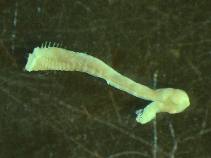  ( - ZMBN_144185)  @11 [ ] Creative Commons BY NC SA (2024) University of Bergen Natural History Collections