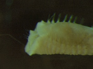  ( - ZMBN_144185)  @11 [ ] Creative Commons BY NC SA (2024) University of Bergen Natural History Collections