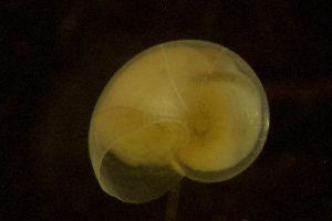  ( - ZMBN_146203)  @11 [ ] Creative Commons BY SA (2024) University of Bergen Natural History Collections