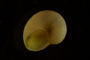  ( - ZMBN_146208)  @11 [ ] Creative Commons BY SA (2024) University of Bergen Natural History Collections