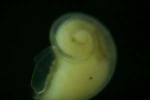 ( - ZMBN_146212)  @11 [ ] Creative Commons BY SA (2024) University of Bergen Natural History Collections
