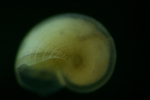 ( - ZMBN_146212)  @11 [ ] Creative Commons BY SA (2024) University of Bergen Natural History Collections