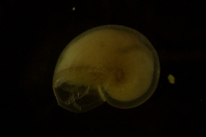  ( - ZMBN_146212)  @11 [ ] Creative Commons BY SA (2024) University of Bergen Natural History Collections