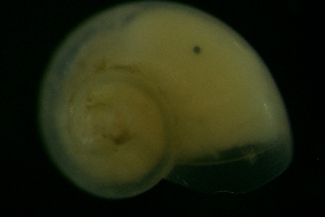  ( - ZMBN_146214)  @11 [ ] Creative Commons BY SA (2024) University of Bergen Natural History Collections