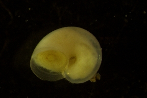  ( - ZMBN_146214)  @11 [ ] Creative Commons BY SA (2024) University of Bergen Natural History Collections