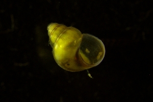  ( - ZMBN_146231)  @11 [ ] Creative Commons BY SA (2024) University of Bergen Natural History Collections