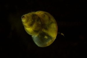  ( - ZMBN_146231)  @11 [ ] Creative Commons BY SA (2024) University of Bergen Natural History Collections