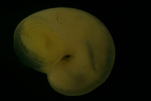  ( - ZMBN_146244)  @11 [ ] Creative Commons BY SA (2024) University of Bergen Natural History Collections